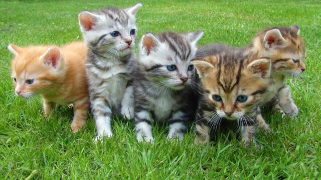Four young kittens sitting together on green grass, illustrating a fast WordPress site that purrs like a kitten