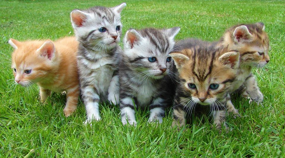 Four young kittens sitting together on green grass, illustrating a fast WordPress site that purrs like a kitten